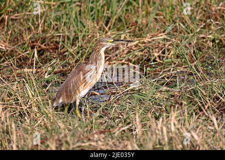 Jungtier-Reiher in Moremi Botswana Stockfoto