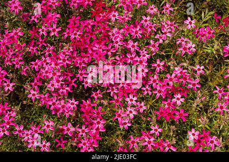 Phlox subulata - schleichende Phlox, Moos phlox, Moos rosa oder Berg phlox. Stockfoto