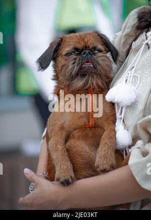 Dog Brussels Griffon - dekorative Rasse der braunen Farbe. Lustige Hündin sitzt in ihren Armen. Stockfoto