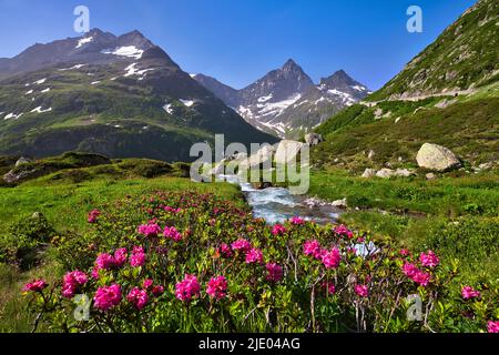 Blühende, rostblättrige Alpenrosen (Rhododendron ferrugineum) an einem Bergbach am Ustenpass, Kanton Uri, Schweiz Stockfoto