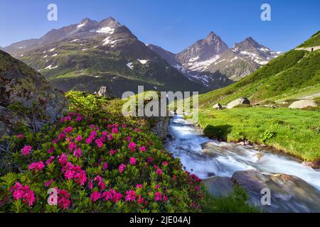 Blühende, rostblättrige Alpenrosen (Rhododendron ferrugineum) an einem Bergbach am Ustenpass, Kanton Uri, Schweiz Stockfoto