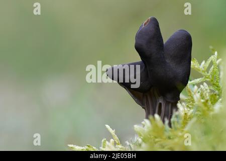 Schiefergrauer Sattel (Helvella lacunosa), Fruchtkörper zwischen Moos, Brachter Wald, Nordrhein-Westfalen, Deutschland Stockfoto