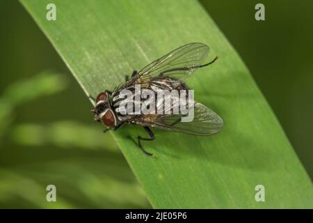 Gefleckte Hausfliege (Graphomya maculata) auf einem Grashalm, Baden-Württemberg, Deutschland Stockfoto