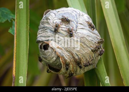Wespen (Vespinen) sitzen auf Wespennest, Baden-Württemberg, Deutschland Stockfoto