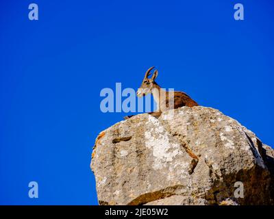 Iberische Steinböcke (Capra pyrenaica) auf Kalksteinformationen, Naturschutzgebiet El Torcal, Torcal de Antequera, Provinz Málaga, Andalusien, Spanien Stockfoto