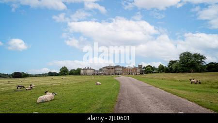 Schafe weiden am 18. Juni 2022 vor der Nordfront der Kedleston Hall, Derbyshire, Großbritannien Stockfoto