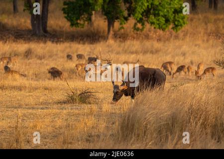 Gaur oder Indian Bison oder bos Gaurus ein gefährliches Tier oder Tier in der Landschaft oder Feld im Sommer Morgen Safari im bandhavgarh Nationalpark Wald indien Stockfoto