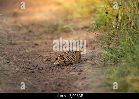 Bemalter Sandhuhn oder Pterocles indicus männlicher Vogel Nahaufnahme oder Porträt auf natürlichem grünem Hintergrund im ranthambore National Park Forest Reserve india Stockfoto