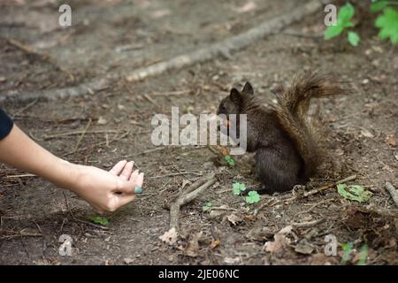 Füttern Sie die Tiere, schwarzes Eichhörnchen mit Nuss in der Nähe der weiblichen Hand Stockfoto