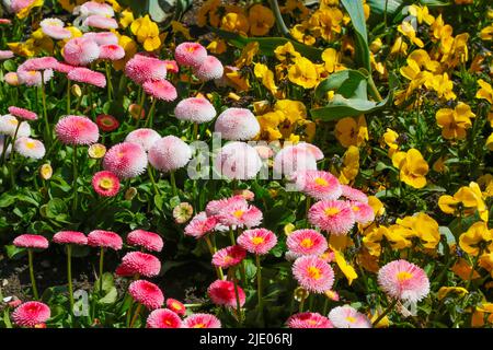 Gänseblümchen (Bellis perennis), Gänseblümchen, Gänseblümchen, Stiefmütterchen, Viola (Pflanze) (Viola) im Ulmer Rosengarten, Garten, Blumenbeete, Park, gelb, Weiß und Stockfoto