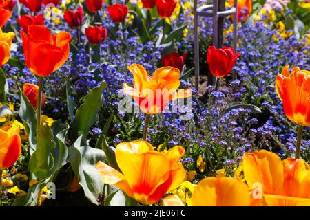 Tulpen (Tulipa) im Rosengarten Ulm, Stiefmütterchen, Viola (Pflanze) (Viola), Garten, Blumenbeete, park, gelbe, orange, rote und violette Blumen, Blumen Stockfoto