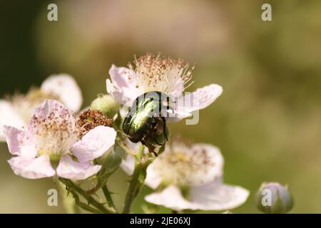 Grüner Rosenkäfer auf dem Dornbusch blüht im Frühsommer. Bergisches Land, Deutschland. Stockfoto