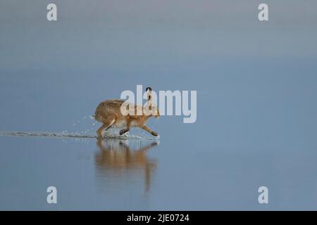 Europäischer Braunhase (Lepus europaeus), Erwachsene, die auf flachem Wasser laufen, Lincolnshire, England, Großbritannien Stockfoto