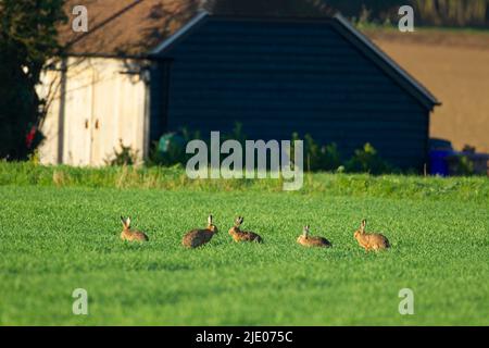 Europäischer Braunhase (Lepus europaeus) fünf Erwachsene in einer Getreideernte, Suffolk, England, Vereinigtes Königreich Stockfoto