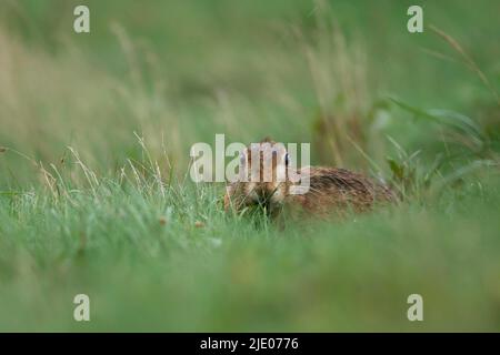 Europäischer Braunhase (Lepus europaeus), Erwachsene, die im Grasland im Regen fressen, Suffolk, England, Vereinigtes Königreich Stockfoto