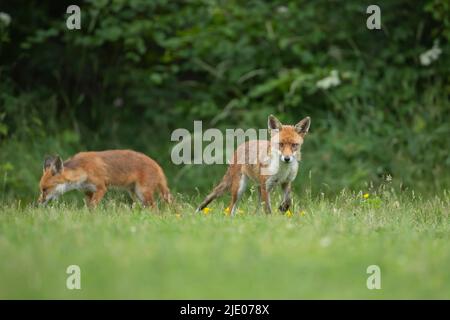 Rotfuchs (Vulpes vulpes) zwei Erwachsene, die auf einer Sommerwiese stehen, Essex, England, Vereinigtes Königreich Stockfoto