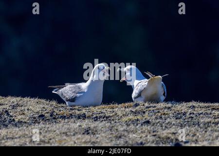 Fulmar (Fulmarus glacialis), Island Stockfoto