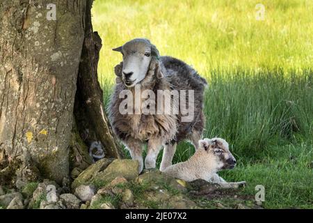 Herdwick Schaf und ihr Lamm stehen im Schatten eines Baumes, Großbritannien Stockfoto