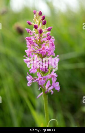 Marsh Fragrant-Orchid (Gymnadenia borealis) Teesdale, County Durham, Großbritannien Stockfoto