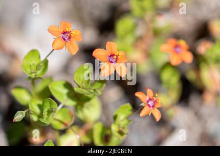 Scharlachrote Pimpernel (Anagallis arvensis), kleine rote Wildblumen, ein Ackerunkraut, blühend im Sommer, Hampshire, England, Großbritannien Stockfoto