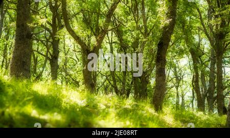 Steineichen im Riserva Naturale Orientata Bosco di Malabotta, Steineichen (Quercus ilex) Sizilien, Italien Stockfoto