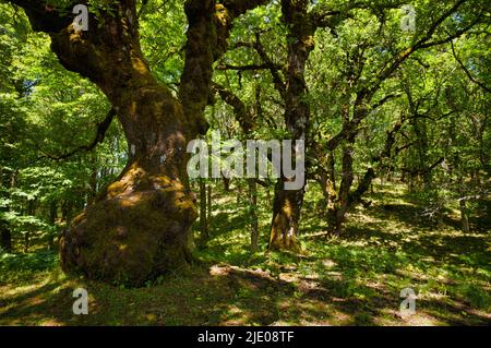 Steineichen im Riserva Naturale Orientata Bosco di Malabotta, Steineichen (Quercus ilex) Sizilien, Italien Stockfoto