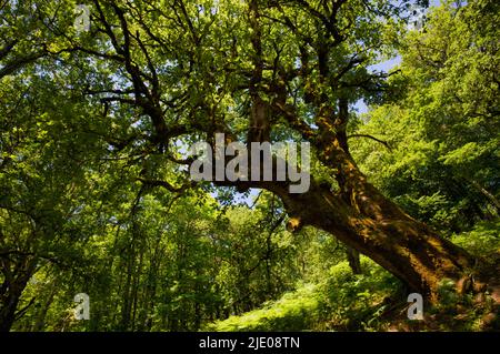 Steineichen im Riserva Naturale Orientata Bosco di Malabotta, Steineichen (Quercus ilex) Sizilien, Italien Stockfoto