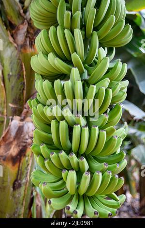 Bananenbaum mit einem großen Paket von grünen unreifen Früchten, die schwer hängen, reichlich gesunde Ernte, die unter hervorragendem Wetter und besten Höhenbedingungen wächst Stockfoto