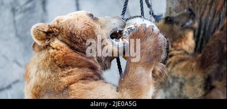 Hamburg, Deutschland. 24.. Juni 2022. Kamtschatka-Bär Leo kaut auf einer Eisbombe, die in einem Baum hängt und im Hagenbeck-Zoo mit Fisch, Fleisch, Obst und Gemüse gefüllt ist. Neben der Abkühlung der Bären dient dieses Geschenk der Tierhalter auch dazu, die Bären im Gehege zu diversifizieren und zu aktivieren. Quelle: Markus Scholz/dpa/Alamy Live News Stockfoto