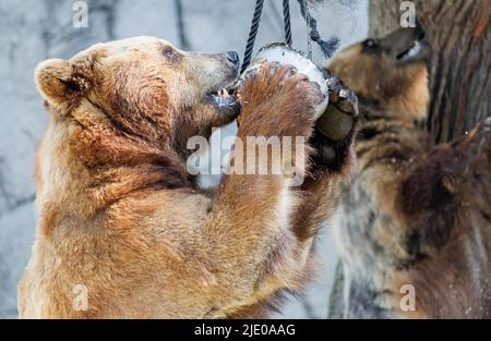 Hamburg, Deutschland. 24.. Juni 2022. Kamtschatka-Bär Leo kaut auf einer Eisbombe, die in einem Baum hängt und im Hagenbeck-Zoo mit Fisch, Fleisch, Obst und Gemüse gefüllt ist. Neben der Abkühlung der Bären dient dieses Geschenk der Tierhalter auch dazu, die Bären im Gehege zu diversifizieren und zu aktivieren. Quelle: Markus Scholz/dpa/Alamy Live News Stockfoto