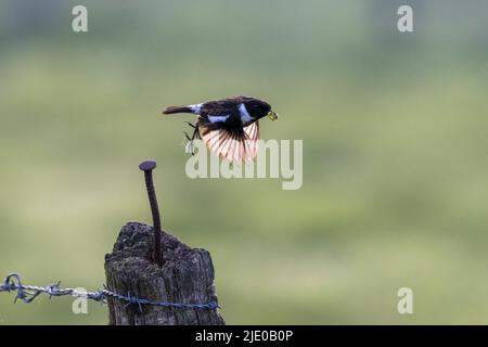 Steinechat (Saxicola rubicola), Männchen, fliegend, mit Futter im Schnabel, Meerbruchwiesen, Steinhuder Meer, Niedersachsen Stockfoto