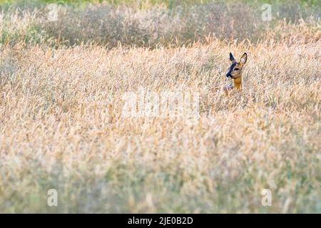 Doe (Capreolus capreolus) auf dem Feld, Meerbruchwiesen, Steinhuder Meer, Niedersachsen Stockfoto