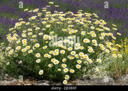 Golden Marguerite, Anthemis tinctoria 'Susanna Mitchell', Augenämille, Garten, Blumen Stockfoto