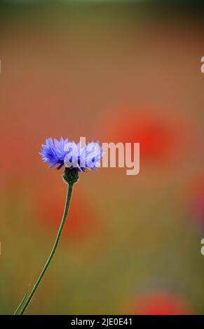 Cornlower, Centaurea cyanus, wächst auf einer Wiese mit Mohnblumen, im Hochsommer in Oxfordshire. Stockfoto