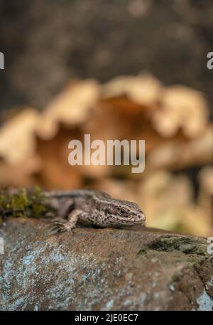 Eidechse, Zootoca vivipara sonnen sich in der frühen Morgensonne Stockfoto