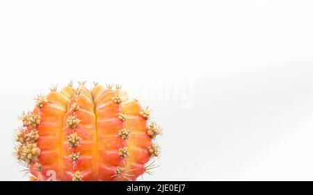 Orange Cactus isoliert auf weißem Hintergrund, Kopierbereich, Nahaufnahme Stockfoto