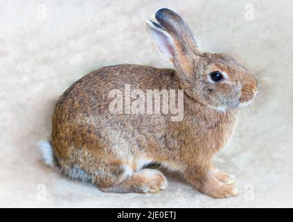 Rotes Kaninchen auf Betonboden, Nahaufnahme Stockfoto
