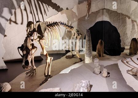 Skelett eines Höhlenbären im Museum der Grafschaft Mark auf Schloss Altena, Altena, Sauerland, Nordrhein-Westfalen, Deutschland Stockfoto