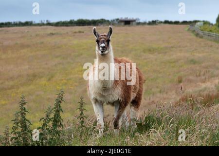 Lamas in einem Feld bei Mullion Cover in Cornwall Stockfoto