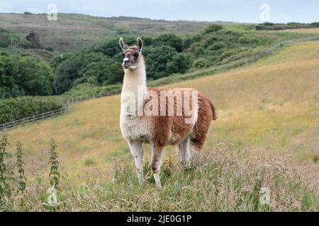 Lamas in einem Feld bei Mullion Cover in Cornwall Stockfoto