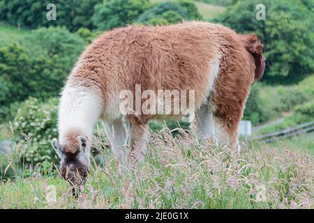 Lamas in einem Feld bei Mullion Cover in Cornwall Stockfoto