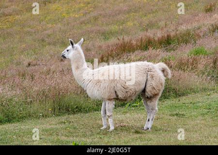 Lamas in einem Feld bei Mullion Cover in Cornwall Stockfoto