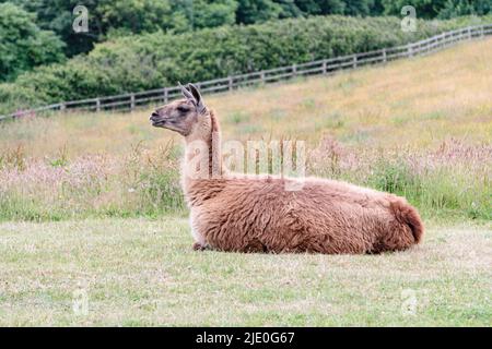 Lamas in einem Feld bei Mullion Cover in Cornwall Stockfoto
