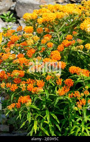 Schmetterling Melkweed Pflanze American native, Milkweed, Orange, Blumen, Asclepias tuberosa Stockfoto