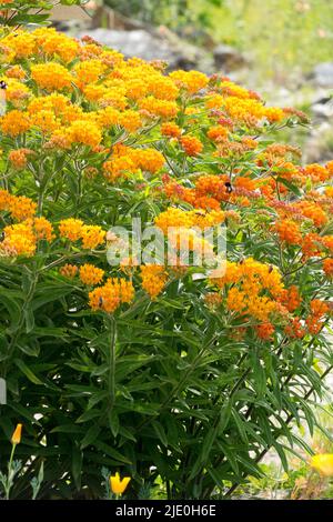 Schmetterling-Milchkraut, Asclepias tuberosa blühende Milchkraut, Pflanze, Mehrjährig, Garten, Hardy Stockfoto