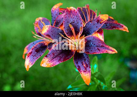 Dunkelviolett und orange wunderschöne Lilienblüte in der Nähe des Regenwassertropfes Lilium lanciifolium Stockfoto