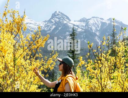 Junge Frau Reisende in Mütze mit gelben Rucksack zwischen blühenden Forsythia Büschen berühren Zweig gegen verschneite Berggipfel Wandern im Frühjahr, Land Stockfoto