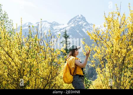 Junge Frau Reisende in Mütze mit gelben Rucksack zwischen blühenden Forsythia Büschen berühren Zweig gegen verschneite Berggipfel Wandern im Frühjahr, Land Stockfoto