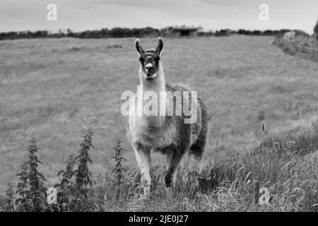 Lamas in einem Feld bei Mullion Cover in Cornwall Stockfoto