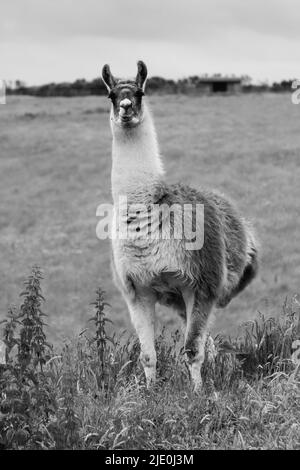 Lamas in einem Feld bei Mullion Cover in Cornwall Stockfoto